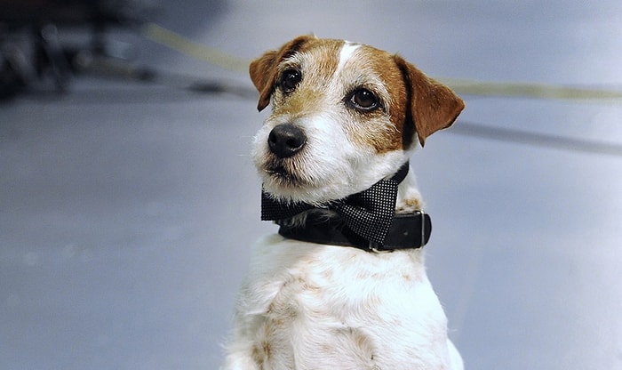 The Artist'in Yıldızı Köpek Uggie, 13 Yaşında Hayata Gözlerini Yumdu