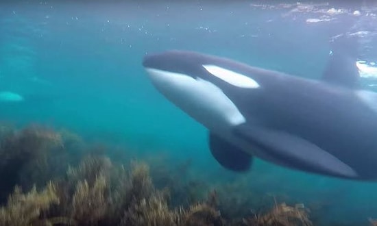Yeni Zelanda'da Katil Balinalarla Birlikte Yüzmek