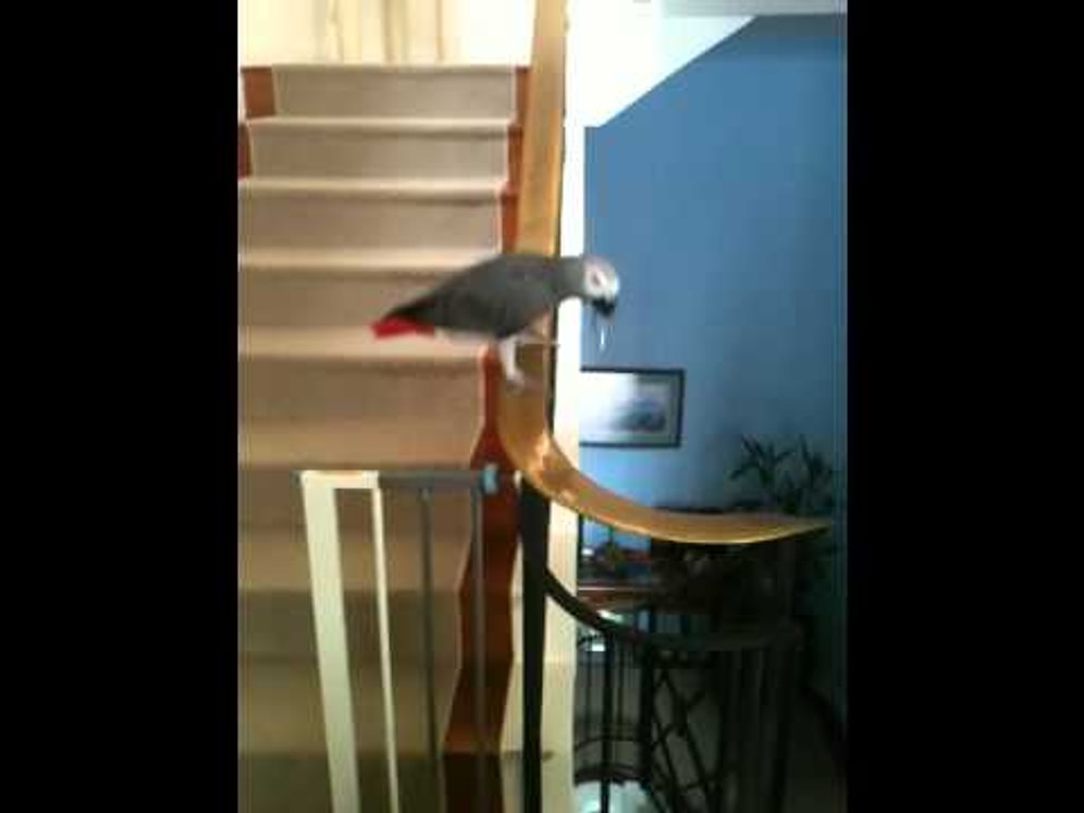 Dünyanın En Cool Papağanı