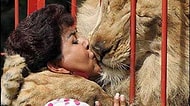 Vahşi Demeye Bin Şahit İster: 19 Fotoğrafla İnsanları Öpüp Koklamaya Doyamayan Aslanlar