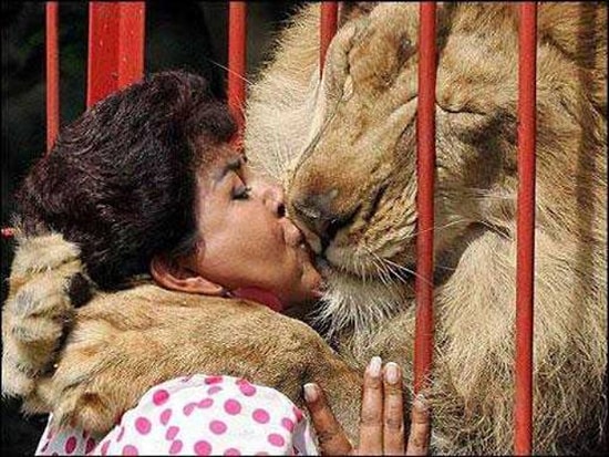 Vahşi Demeye Bin Şahit İster: 19 Fotoğrafla İnsanları Öpüp Koklamaya Doyamayan Aslanlar
