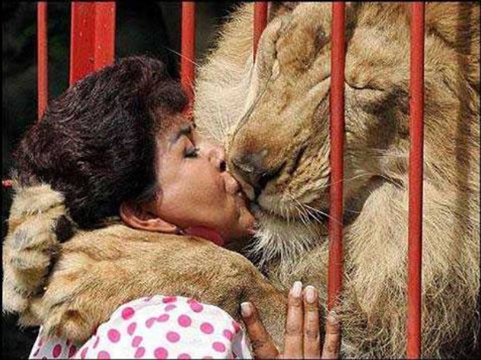 Vahşi Demeye Bin Şahit İster: 19 Fotoğrafla İnsanları Öpüp Koklamaya Doyamayan Aslanlar