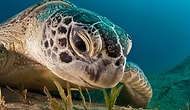 500px Listesine Girmiş Enfes Güzellikte 45 Harika Sualtı Fotoğrafı