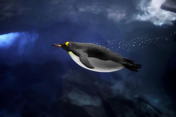 7. Sualtı kuşu penguen