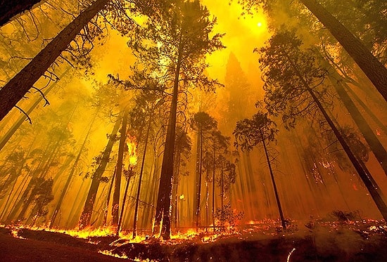 Acı Bilanço: 3 Bin 117 Hektar Ormanlık Alan Kül Oldu