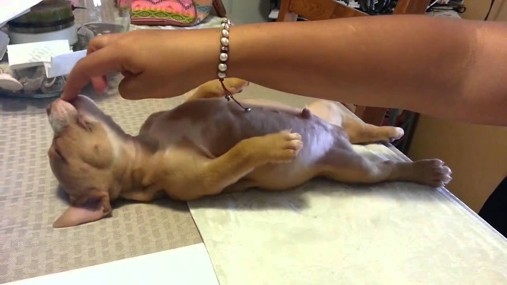 Непрерывный сон маленькой собачки