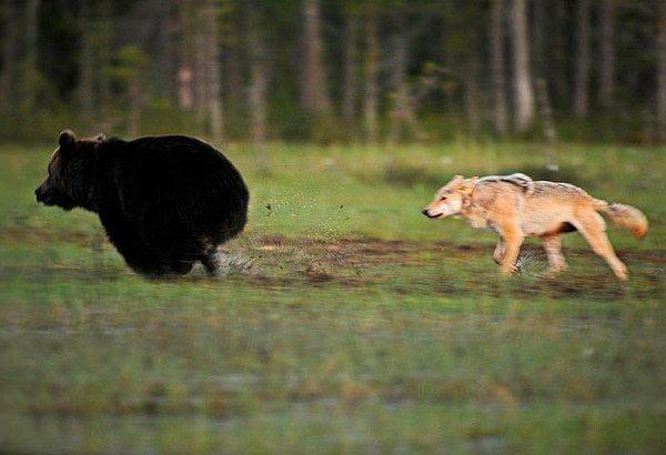 ''Avrupa'da daha önce hiç kimse bir kurt ile ayının arkadaş olduğunu gözlemlemedi.'' diyor Lassi Rautiainen
