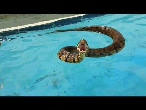 14. 500 lira karşılığında yılanlarla dolu bir havuza girer misin?