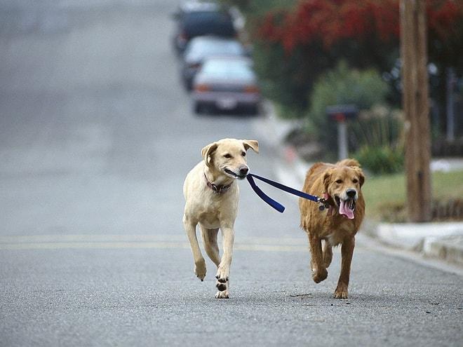 Köpekle yürüyüşü daha eğlenceli hale getirmenin 7 kolay yolu