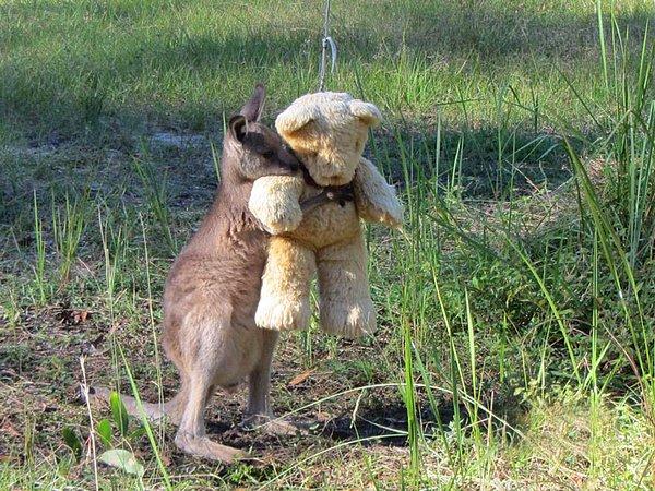 Gillian Abbott tarafından sağlığına kavuşturulan kanguruya oynaması için bu oyuncak ayı verilmiş.