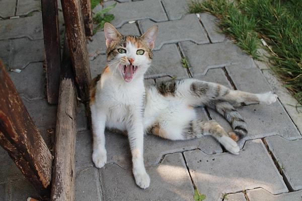 Ankaradan bir kedicik.