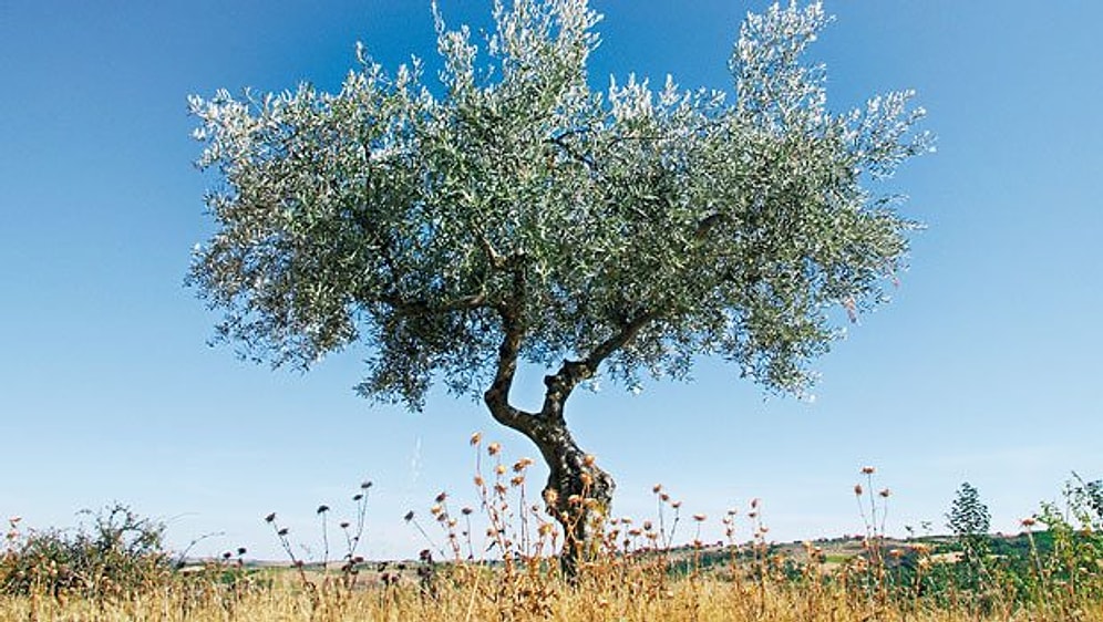 Danıştay: Hiçbir Tesis Zeytinliklere 3 Kilometreden Yakın Olamaz