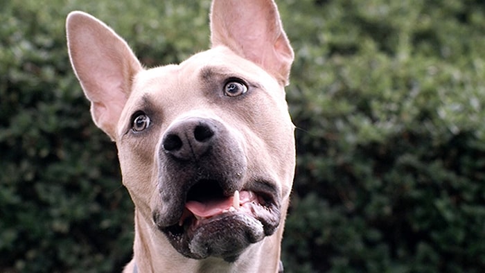 Ağır Çekimde Diğer Köpeklerin Havlamalarını Duyan Köpekler