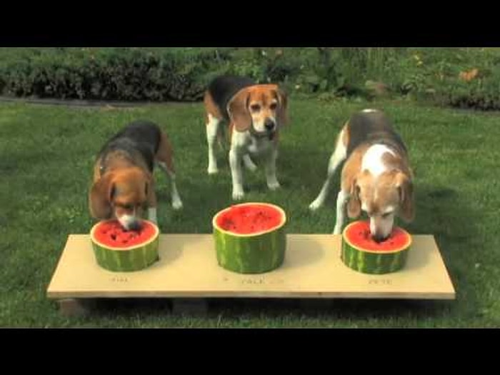 Sevimli Köpeklerden Karpuz Yeme Yarışması
