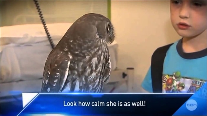 Muhabirin 'Ne Kadar Sakin Bir Baykuş' Demesiyle Suratından Ateş Püskürten Baykuş