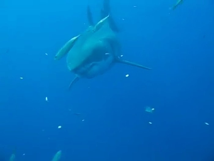 Dünyanın En Büyük Köpek Balığı