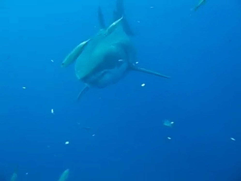 Dünyanın En Büyük Köpek Balığı