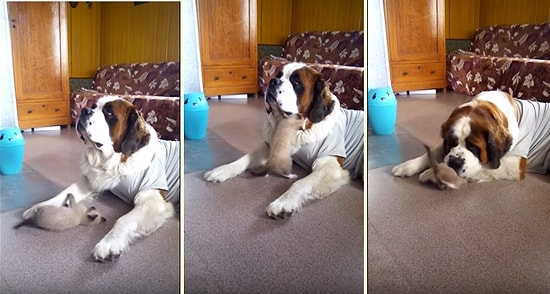 Yavru Kedinin Oyun İsteklerine Dayanamayıp Ayağı ve Çenesiyle Kediyi Hapseden Köpek