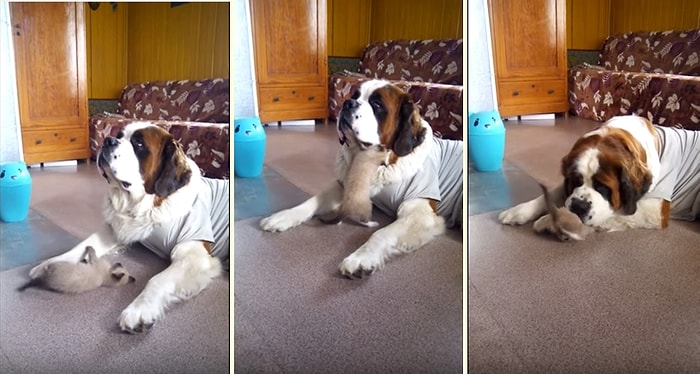 Yavru Kedinin Oyun İsteklerine Dayanamayıp Ayağı ve Çenesiyle Kediyi Hapseden Köpek