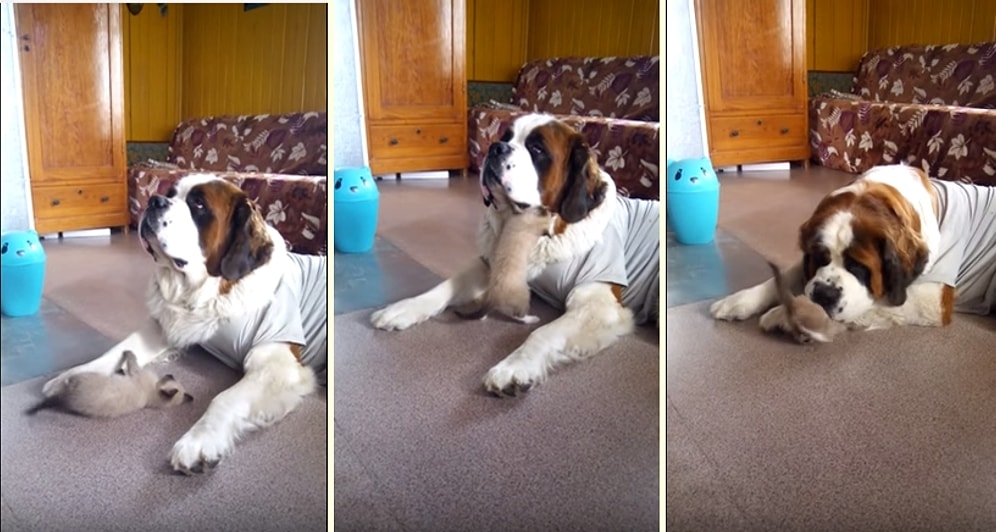 Yavru Kedinin Oyun İsteklerine Dayanamayıp Ayağı ve Çenesiyle Kediyi Hapseden Köpek