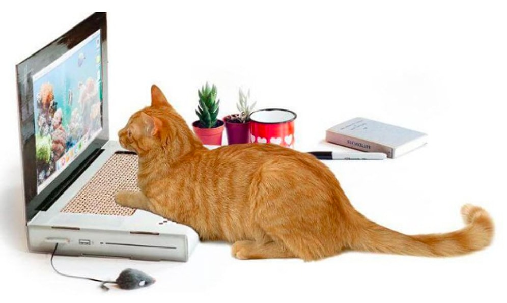Kedinize Özel 'Laptop'