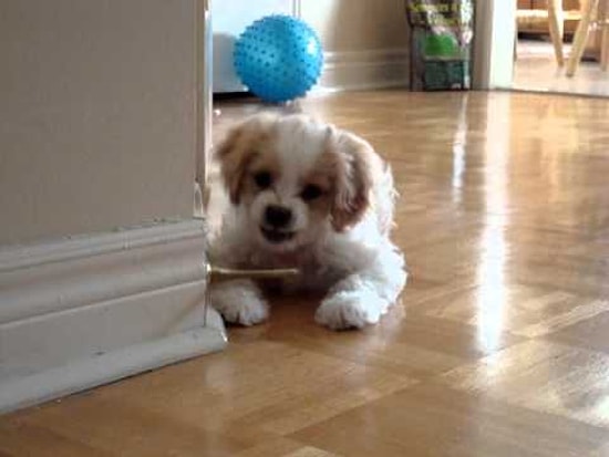 Yaramaz Köpeğin Kapı Tamponu ile İmtahanı