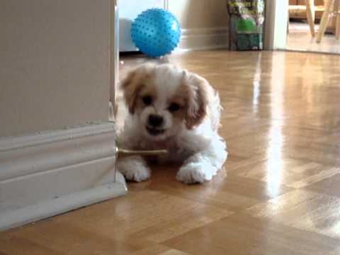 Yaramaz Köpeğin Kapı Tamponu ile İmtahanı