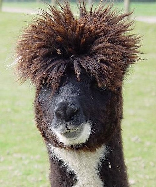 Lama