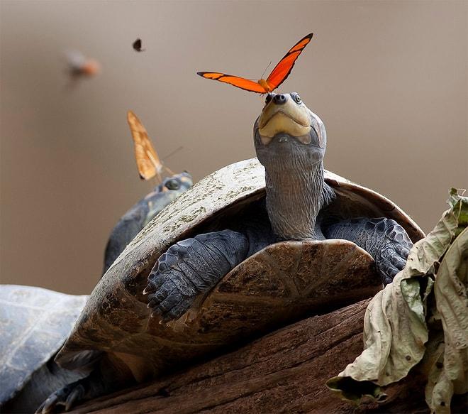 Ekvator’da  Kaplumbağaların Gözyaşlarını İçerken Fotoğraflanan Kelebekler