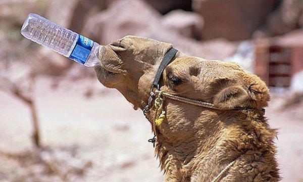 1. Zürafalar, develerden daha uzun süre susuzluğa dayanabilirler.