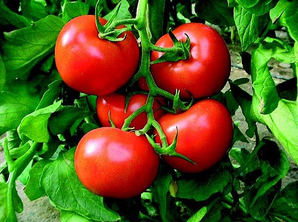 10. Domatesin domates, salatalığın salatalık gibi kokması. Taptaze ve lezzetli sebzeler yiyebilmek.
