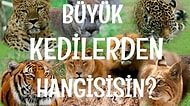 Büyük Kedilerden Hangisisin?