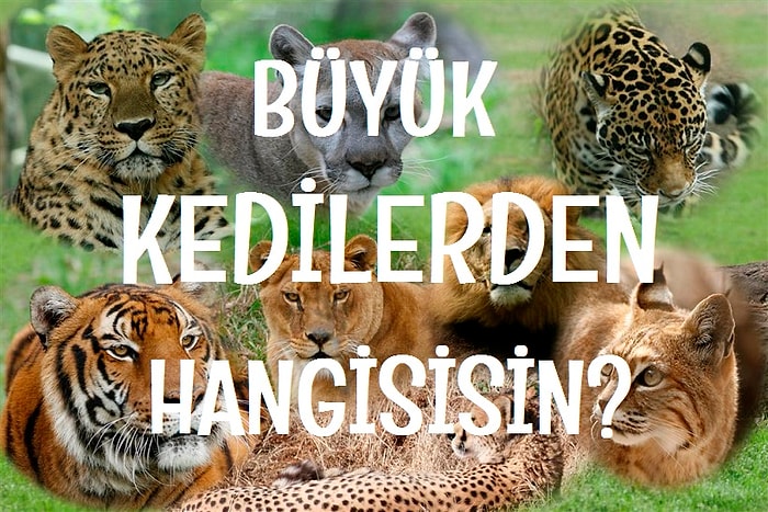 Büyük Kedilerden Hangisisin?