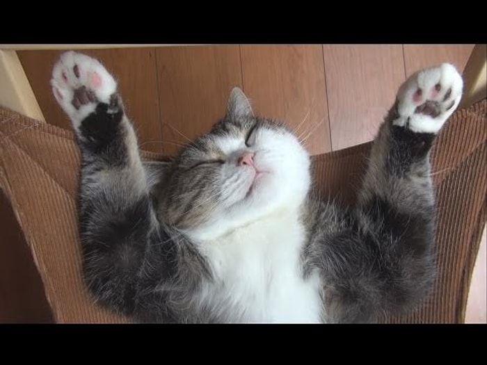 Hamakta Uyuyan Majesteleri Kedi