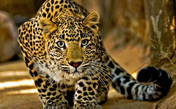 Leopar!