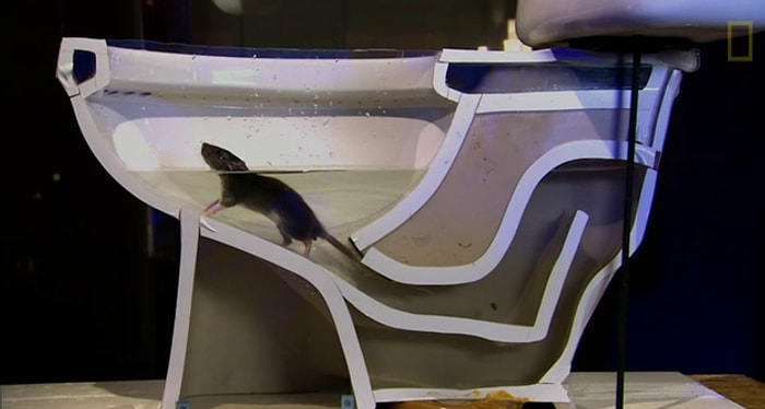 Lağım Fareleri Tuvaletinize Nasıl Kolayca Girebiliyor?