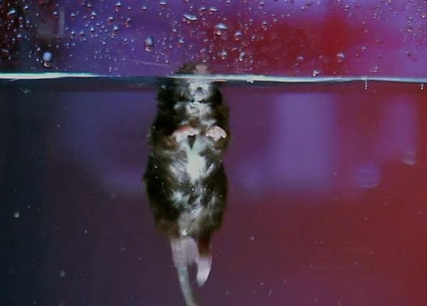 Sıçanlar, suyun altında nefeslerini yaklaşık 3 dakika kadar tutabilirler.