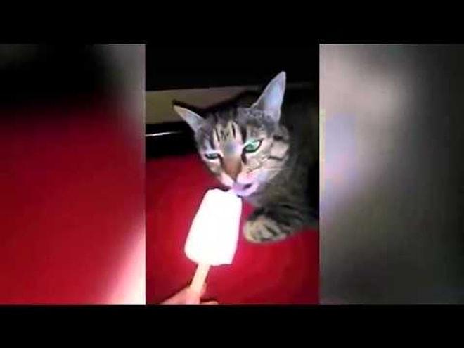 Dondurmayı yalayınca beyin tutulması yaşayan kedi