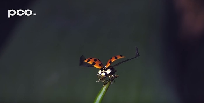 Uğur Böceğinin Muhteşemliğine Ağır Çekimde Tanıklık Edin