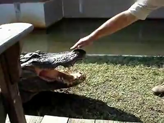 Timsahla Oynayan Adamın Hazin Sonu