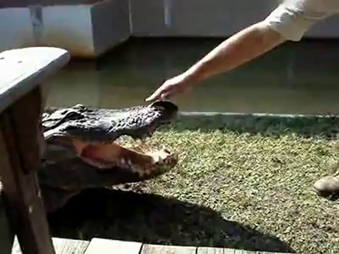 Timsahla Oynayan Adamın Hazin Sonu