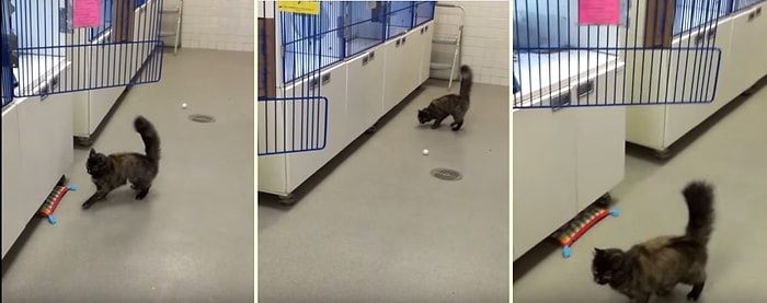 Zıplama Konusunda Aşırı Beceriksiz Kedinin Sevimli Anları