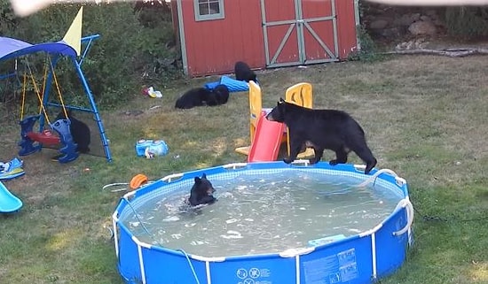 Sıcaktan Bunalan Ayıların Bir Evin Bahçesindeki Havuzda Keyif Yapması