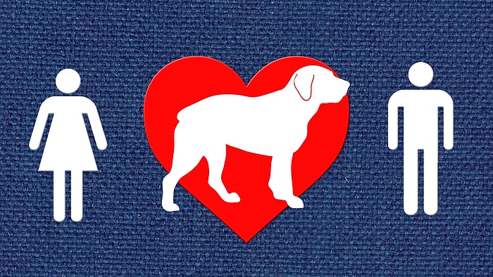 Köpeğiniz En Çok Kimi Seviyor?