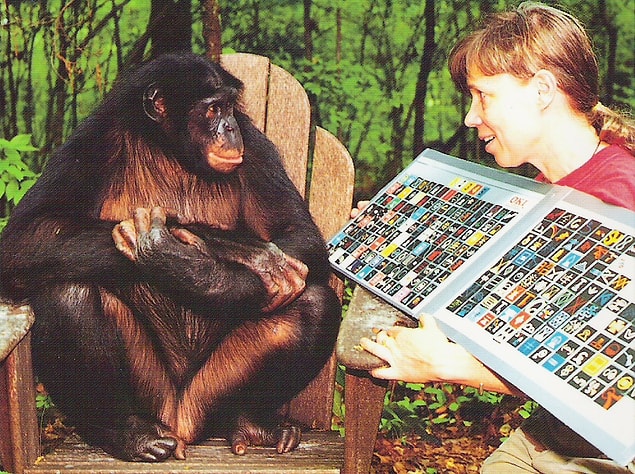 Dr. Sue ve ortağı primatolog Liz Pugh, Kanzi ve merkezde bulunan diğer iki maymuna, iletişim için sembollerden oluşan kağıtları kullanarak dil eğitimi verdi. Farklı kelimeleri yansıtan semboller, maymunların kendi akıllarıyla konuşmasına yardımcı oluyordu.