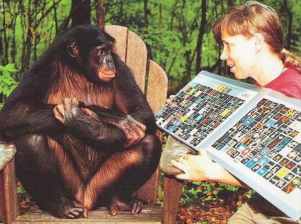 Dr. Sue ve ortağı primatolog Liz Pugh, Kanzi ve merkezde bulunan diğer iki maymuna, iletişim için sembollerden oluşan kağıtları kullanarak dil eğitimi verdi. Farklı kelimeleri yansıtan semboller, maymunların kendi akıllarıyla konuşmasına yardımcı oluyordu.