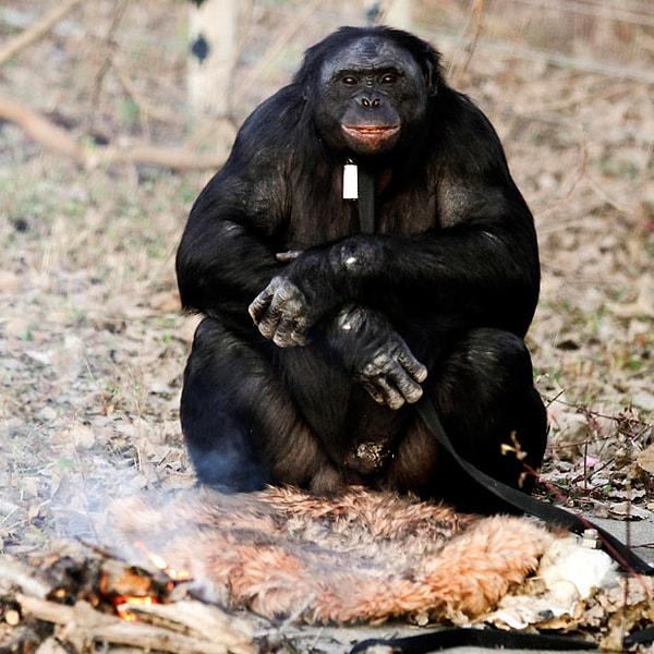 Yalnızca Kongo Demokratik Cumhuriyeti'nde yaşayan bonobolar, 'IUCN Red List' tarafından nesli tükenmekte olan hayvanlar arasında gösterildi ve habitatları, insanlar tarafından mahvedildiği için son otuz yıl içinde nüfusları hızla azaldı.