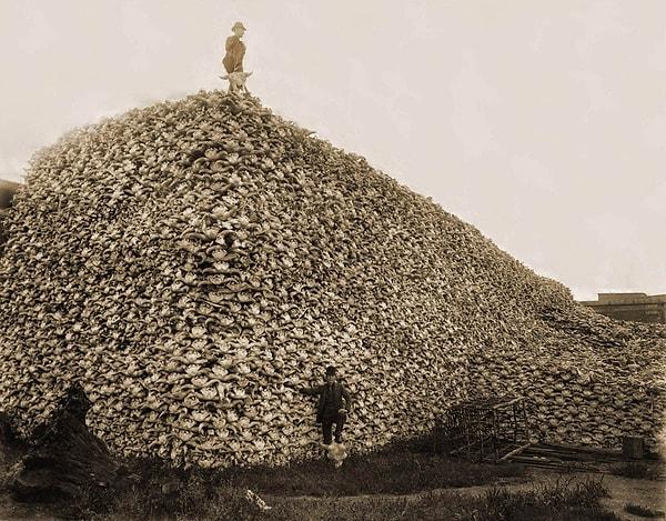 7. Kızılderilileri aç bırakmak için öldürülmiş binlerce bizonun kafatasıyla poz veren dangalak Amerikalılar.