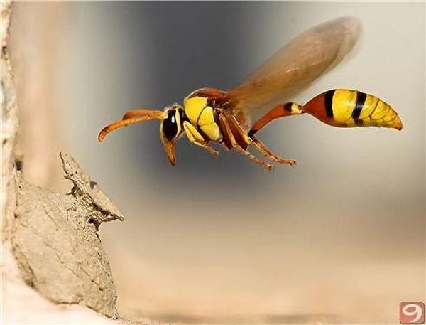 Bal arıları ile ilgili birkaç ilginç bilgi: