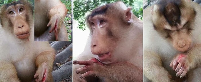 Maymunun Önüne Yanan Fişek Atıp Yaralayan İnsanlar